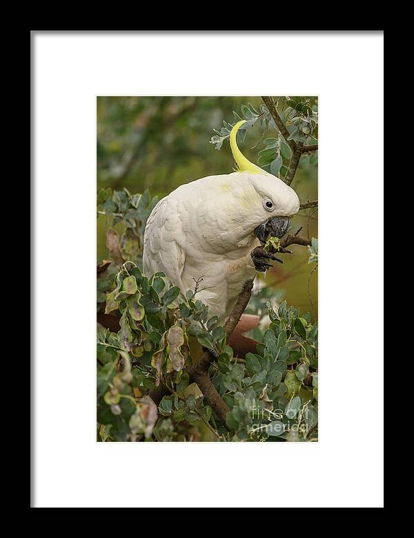 Wildlife Framed Print featuring the photograph Cockatoo 10 by Werner Padarin