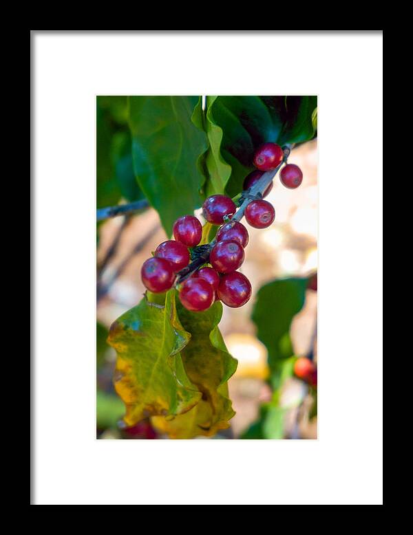 Bunch Framed Print featuring the photograph Coffea arabica berries on the bush by CRMacedonio