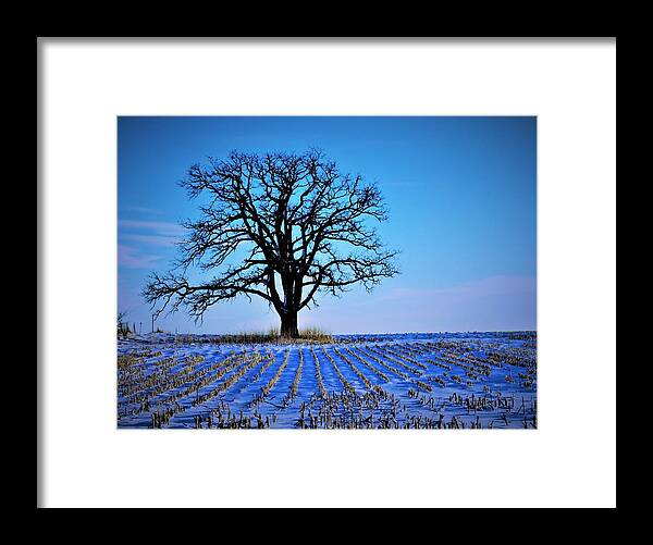 Trees Framed Print featuring the photograph Cold November Morning by Lori Frisch