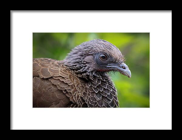 Colombia Framed Print featuring the photograph Colombian Chachalaca Qawana Ibague Tolima Colombia by Adam Rainoff