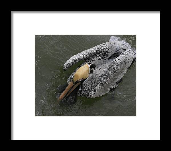 Pelicans Framed Print featuring the photograph Color Match by Mingming Jiang