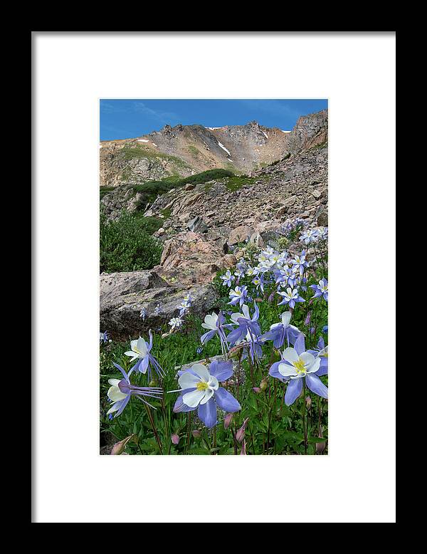 Colorado Framed Print featuring the photograph Colorado Columbine in the Alpine by Cascade Colors