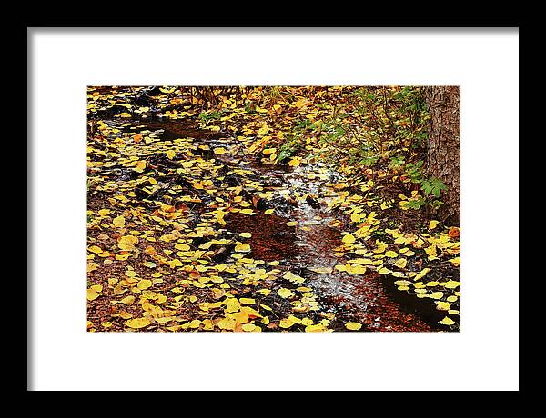 Fall Colors Framed Print featuring the photograph Colorado Fall 1835 by Rick Perkins