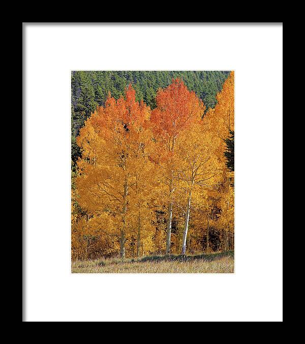 Colorado Framed Print featuring the photograph Colorado Fall Colors by Bob Falcone