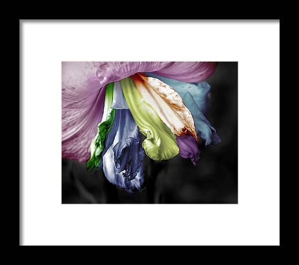 Lily Framed Print featuring the photograph Colored LIly 1 by M Kathleen Warren