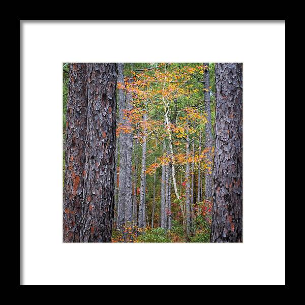 Fall Framed Print featuring the photograph Colorful Birch Tree Among the Pines of the Croatan Forest by Bob Decker