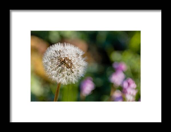 Grass Framed Print featuring the photograph Colorful Dandelion 'Clock' by William Mevissen