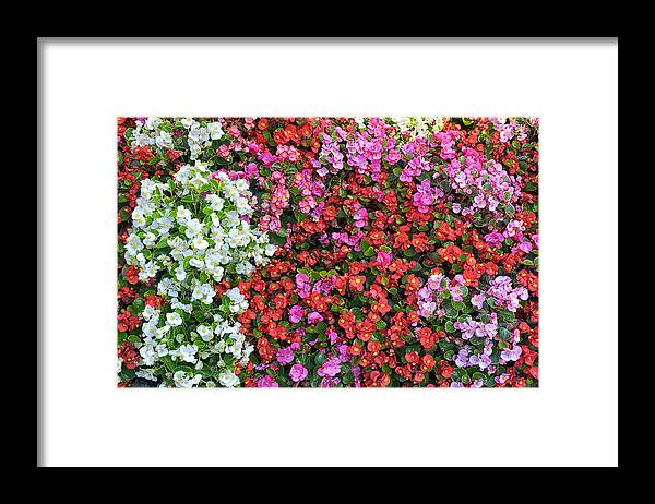 Outdoors Framed Print featuring the photograph Colorful flowers planted on Hess Andras street in Budapest. by Emreturanphoto