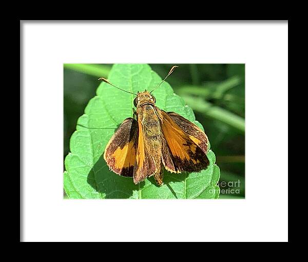 Skipper Framed Print featuring the photograph Colorful Skipper by Catherine Wilson