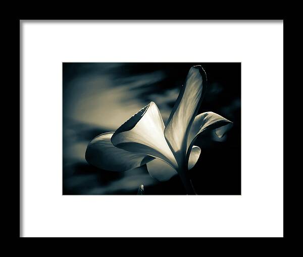 Monochrome Framed Print featuring the photograph Colorless Beauty by Gena Herro