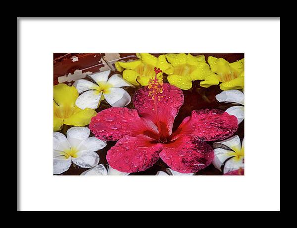 Frangipanis Framed Print featuring the photograph Colourful Floating Frangipanis by Gareth Parkes