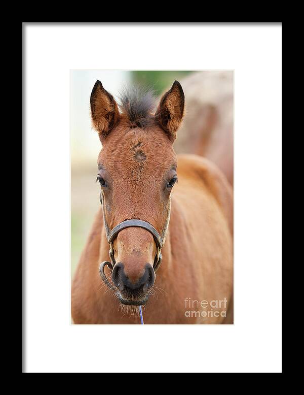 Horse Framed Print featuring the photograph Lucky Number Six by Chris Scroggins