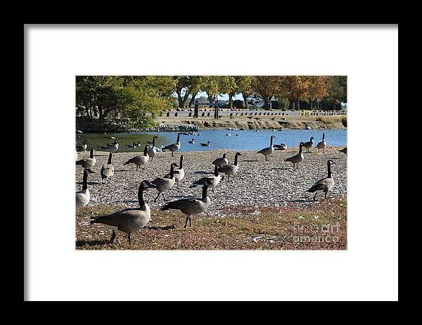 Geese Framed Print featuring the photograph Columbia Park Geese by Carol Groenen