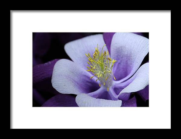 Macro Framed Print featuring the photograph Columbine 764 by Julie Powell