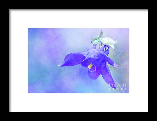 Columbine Framed Print featuring the photograph Columbine in Purple and Blue by Anita Pollak