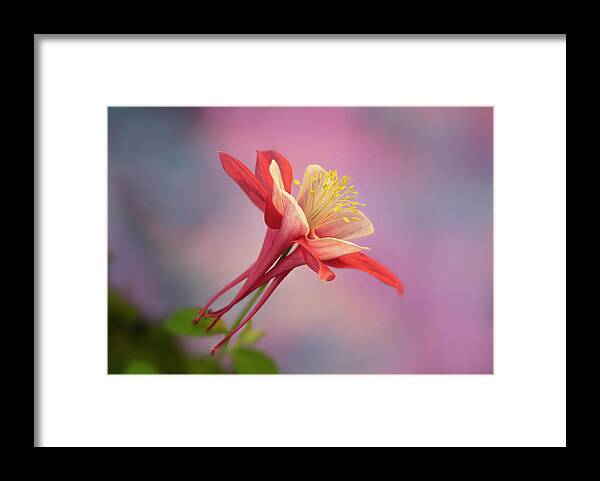Columbine Framed Print featuring the photograph Columbine Looking Up by Mary Jo Allen