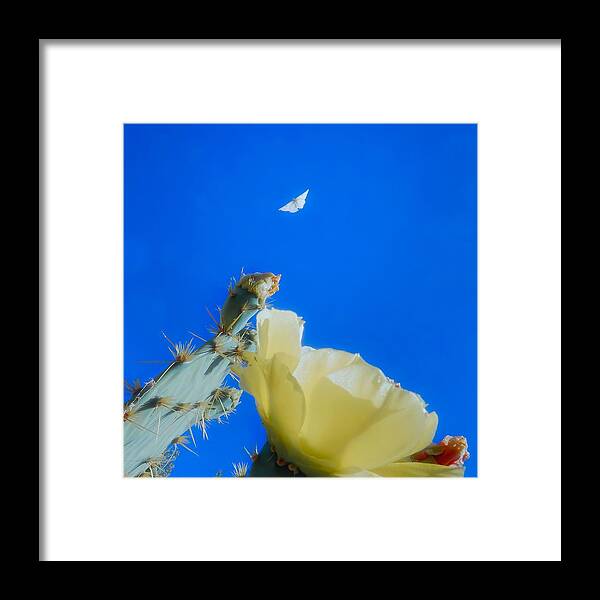 Prickly Pears Framed Print featuring the photograph Come Back by Judy Kennedy