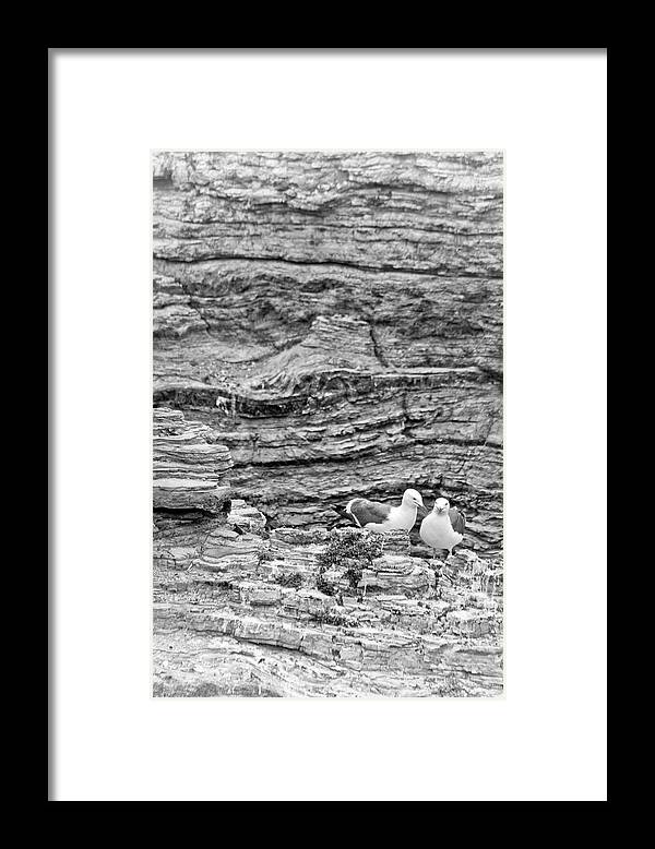 Seaguls Framed Print featuring the photograph Comfort on the Cliff by Gina Cinardo