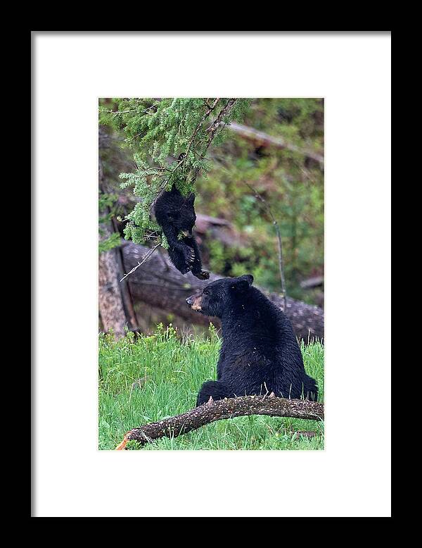 Wildlife Framed Print featuring the photograph Coming back down by Paul Freidlund