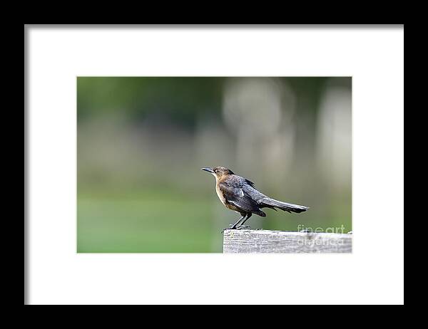 Quiscalus Quiscula Framed Print featuring the photograph Common Grackle by Amazing Action Photo Video