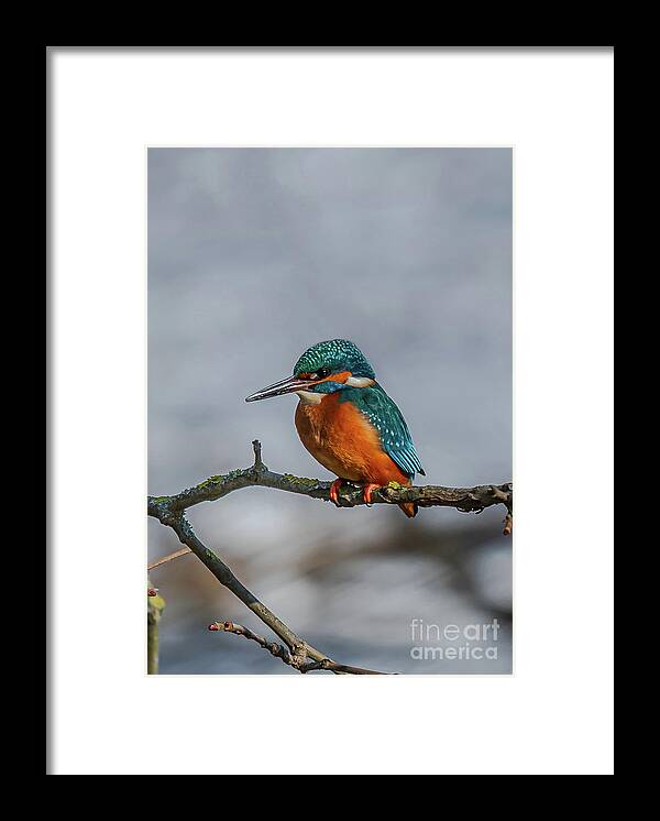 Kingfisher Framed Print featuring the photograph Common Kingfisher, Acedo Atthis, Sits On Tree Branch Watching For Fish by Andreas Berthold
