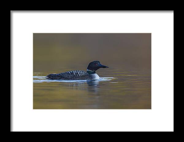 Loon Framed Print featuring the photograph Common Loon by Timothy McIntyre