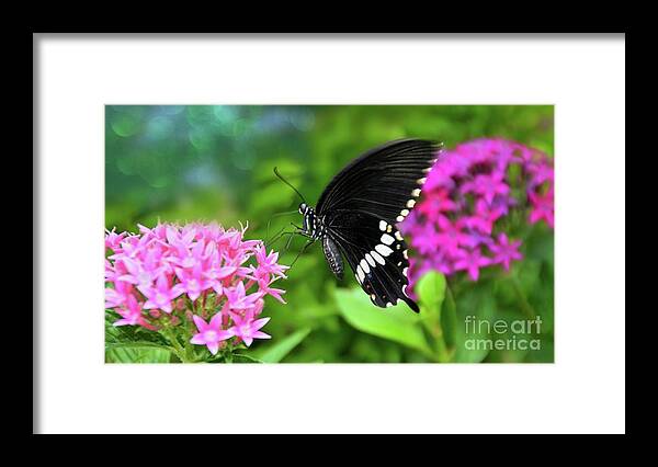 Butterfly Framed Print featuring the photograph Common Mormon Butterfly by Elaine Manley