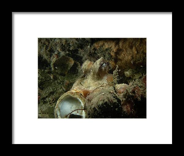 Octopus Framed Print featuring the photograph Common Octopus by Brian Weber