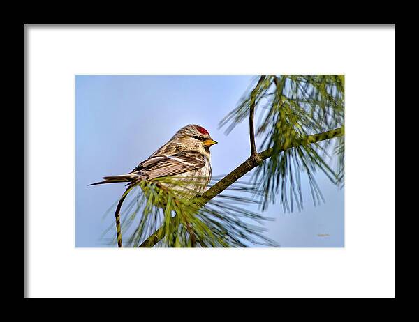 Bird Framed Print featuring the photograph Common Redpoll Bird by Christina Rollo