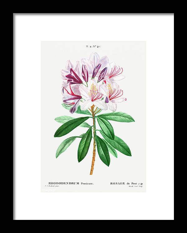 Rhododendron Framed Print featuring the painting Common Rhododendron by World Art Collective