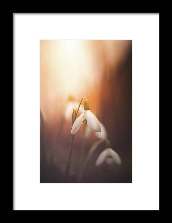 Europe Framed Print featuring the photograph Common snowdrop at sunset. Magic flower sprouting from the soil by Vaclav Sonnek