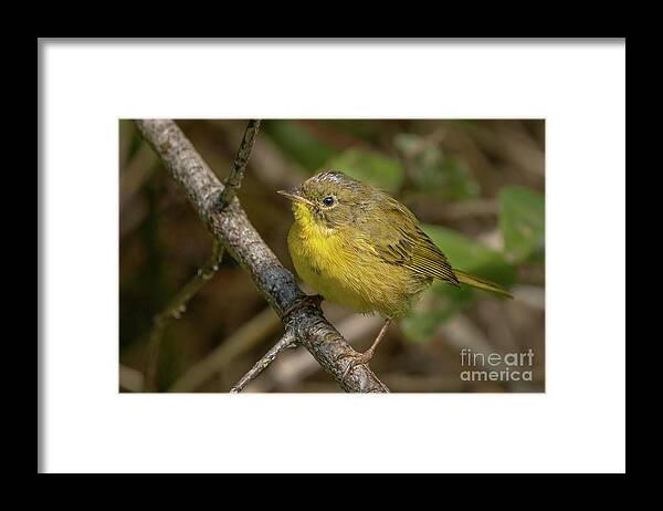 Common Yellowthroat Framed Print featuring the photograph Common Yellowthroat in Summer by Nancy Gleason