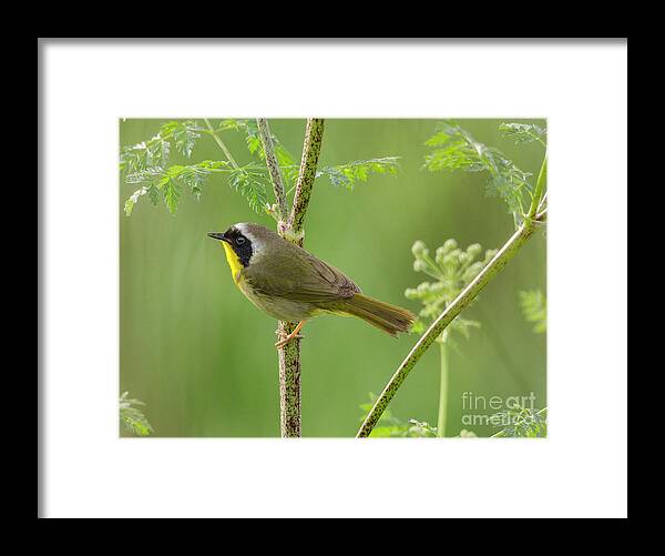 Kmaphoto Framed Print featuring the photograph Common Yellowthroat by Kristine Anderson