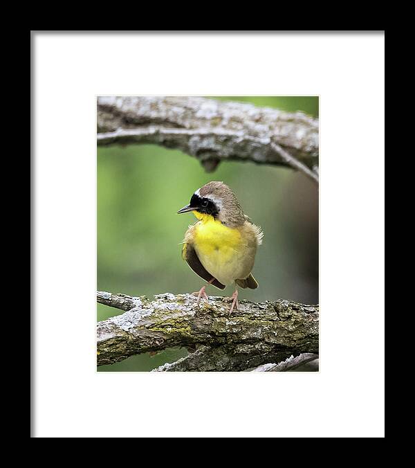 Birds Framed Print featuring the photograph Common Yellowthroat by Ray Silva