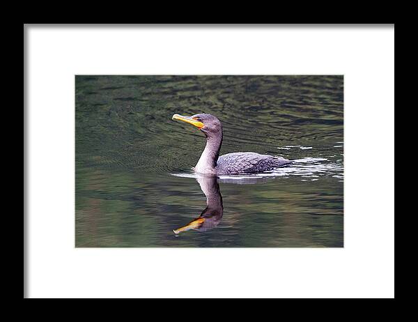 Comorant Framed Print featuring the photograph Comorant Reflects by Karol Livote