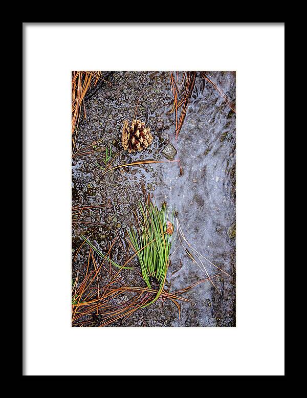 Still Life Framed Print featuring the photograph Composition by Mother Nature by Mary Lee Dereske