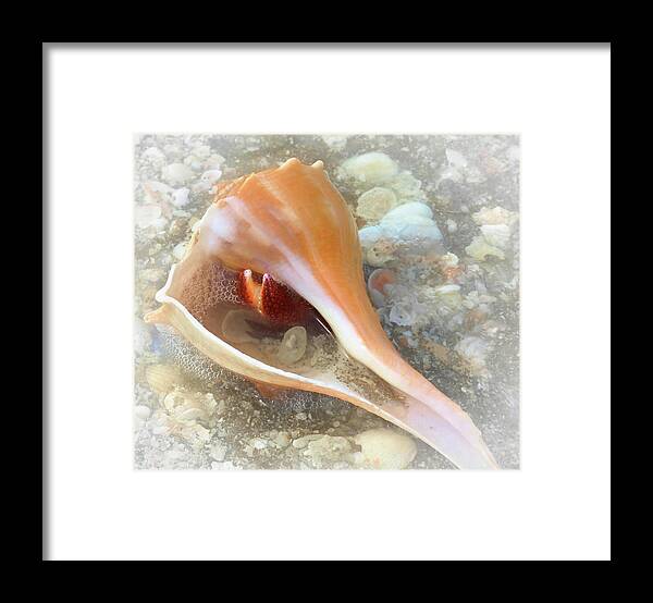 Conch Shell Framed Print featuring the photograph Conch by Alison Belsan Horton