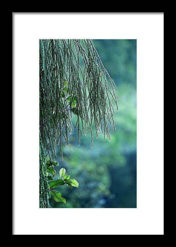 New Zealand Framed Print featuring the photograph Conifer Tree at Dawn, New Zealand by Steven Ralser