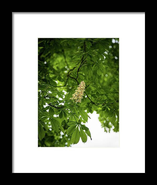 Spring Framed Print featuring the photograph Conker tree by Average Images