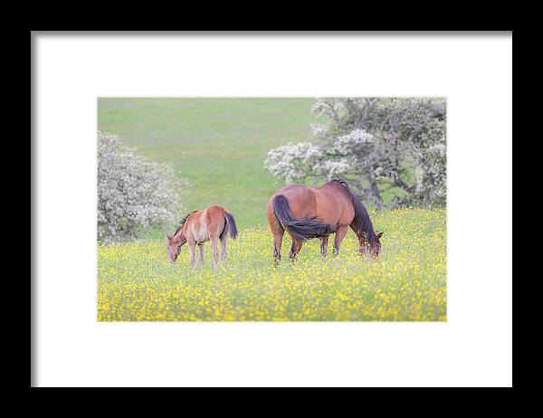 Horses Framed Print featuring the photograph Contentment - Mare and Foal in a meadow by Anita Nicholson