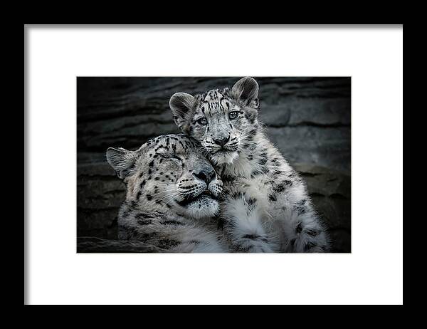 Mother Framed Print featuring the photograph Cool Mother's Love by Chris Boulton