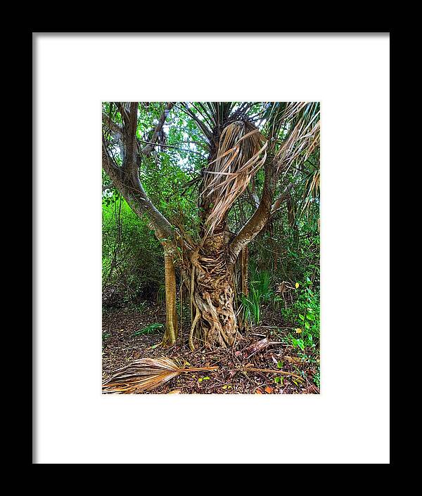 Tree Framed Print featuring the photograph Cool Tree by Vicki Lewis