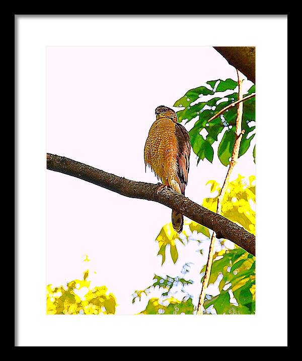 Hawk Framed Print featuring the photograph Cooper Hawk by Steve Warnstaff