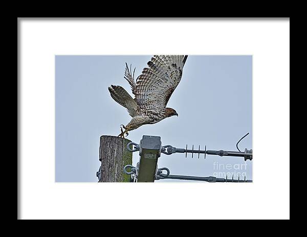 Cooper's Hawk Framed Print featuring the photograph Cooper's Hawk by Amazing Action Photo Video