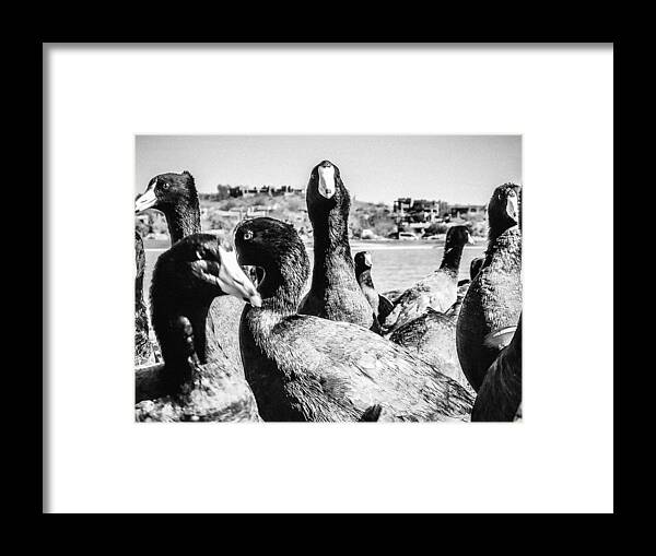 Coot Framed Print featuring the photograph Coots in Cahoots by Bonny Puckett
