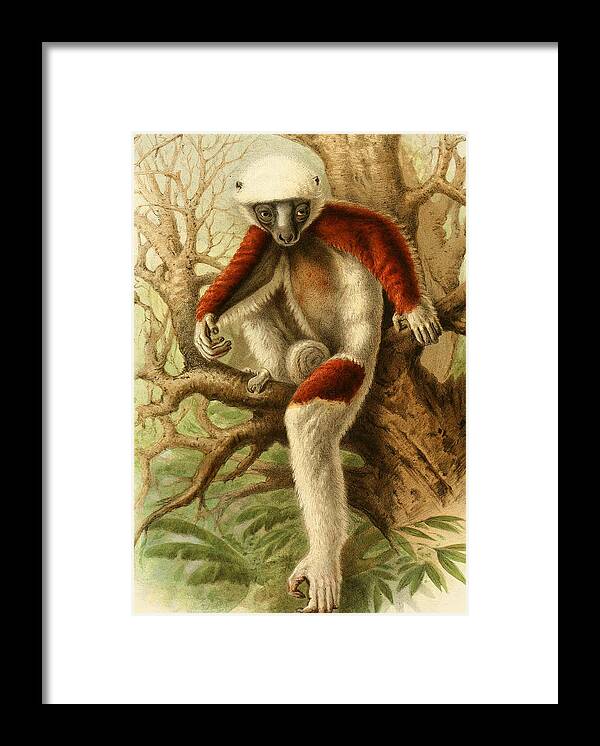 Zoological Framed Print featuring the mixed media Coquerel's sifaka by World Art Collective