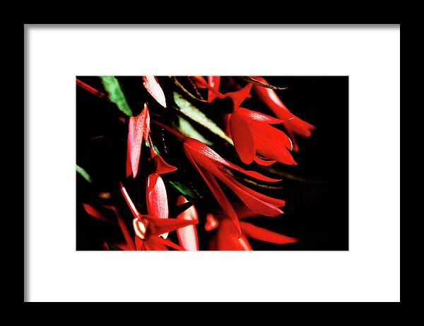 Floral Framed Print featuring the photograph Coral Beauty by Simone Hester