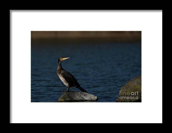 Bird Framed Print featuring the photograph Cormorant perched by Stephen Melia