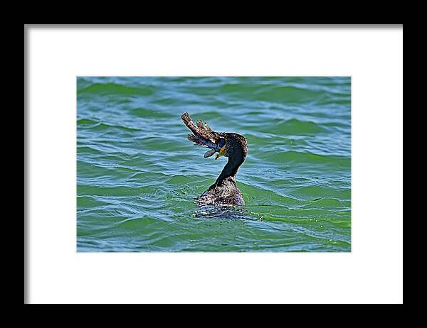 Bird Framed Print featuring the photograph Cormorant Swallowing Large Fish by Amazing Action Photo Video