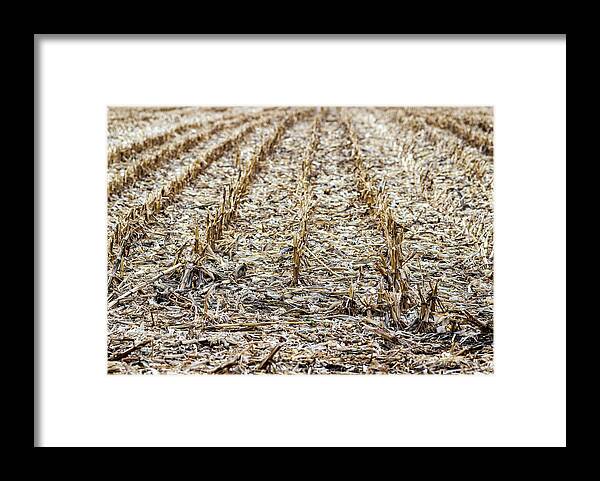 Field Framed Print featuring the photograph Corn Field by Amelia Pearn